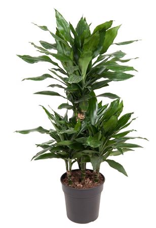 
                      
                        DRACAENA JANET LIND CAROUSEL
                      
                    