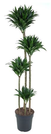 
                      
                        Dracaena Compacta 120-90-60-30 - 160CM
                      
                    