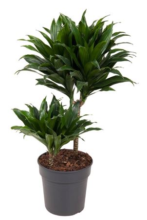 
                      
                        Dracaena Compacta 30-10 - 70cm
                      
                    