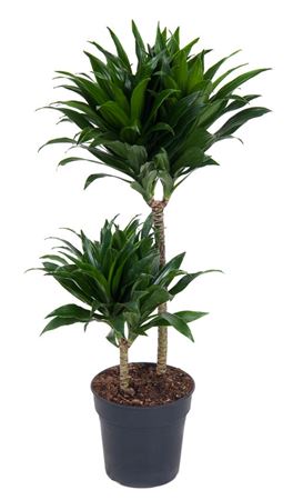 
                      
                        Dracaena Compacta 45-15 - 80cm
                      
                    