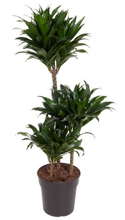 
                      
                        Dracaena Compacta 60-30-15 - 100cm
                      
                    