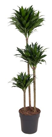 
                      
                        Dracaena Compacta 90-60-30 - 130cm
                      
                    