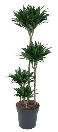 
                      
                        Dracaena Compacta 90-60-30-15 - 4PPP - 130CM
                      
                    