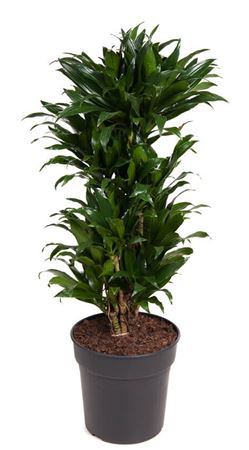 
                      
                        Dracaena Compacta Branched 100cm
                      
                    