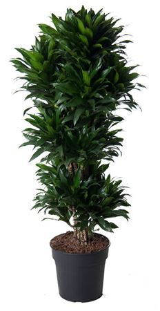 
                      
                        Dracaena Compacta Branched 130cm
                      
                    