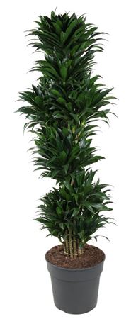 
                      
                        Dracaena Compacta Branched 160cm
                      
                    