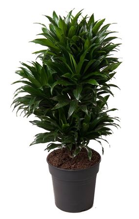 
                      
                        Dracaena Compacta Branched 80cm
                      
                    