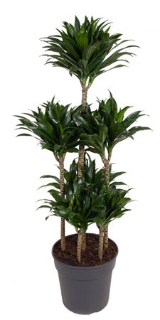 
                      
                        Dracaena Compacta Carrousel - 130cm
                      
                    