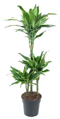 
                      
                        Dracaena Fragrans Gold Coast 110cm
                      
                    