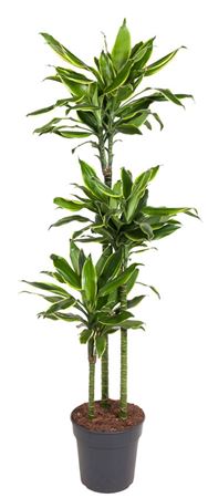 
                      
                        Dracaena Fragrans Gold Coast 140cm
                      
                    