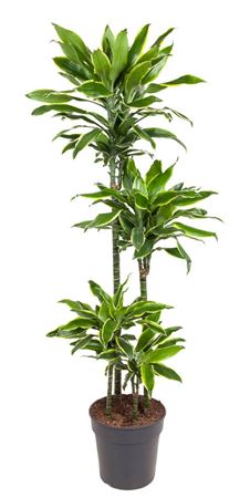 
                      
                        Dracaena Fragrans Gold Coast 170cm
                      
                    