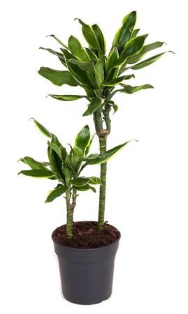 
                      
                        Dracaena Fragrans - Gold Coast - 70cm
                      
                    