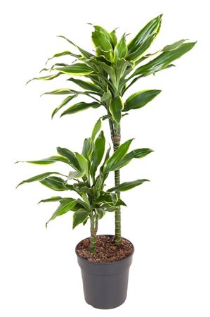 
                      
                        Dracaena Fragrans Gold Coast 90cm
                      
                    