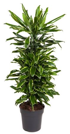 
                      
                        Dracaena Fragrans Gold Coast Branched 110cm
                      
                    