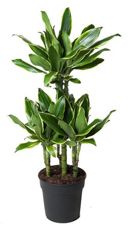 
                      
                        Dracaena Fragrans Gold Coast Carrousel 90cm
                      
                    