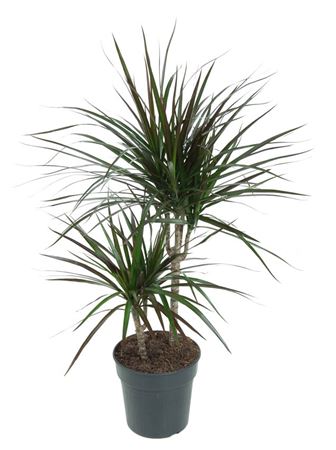 
                      
                        Dracaena Magenta 30-10 - 80cm
                      
                    