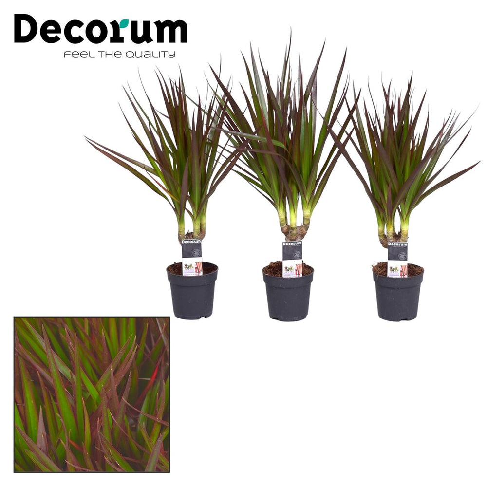 
                      
                        Dracaena Magenta - 30cm
                      
                    