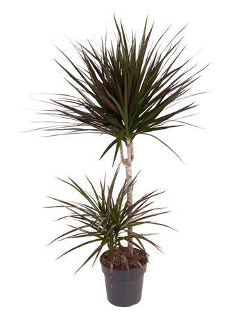 
                      
                        Dracaena Magenta 45-15 100cm
                      
                    