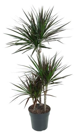 
                      
                        Dracaena Magenta 60-30-15 - 110cm
                      
                    