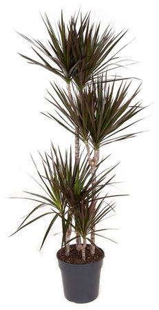 
                      
                        Dracaena Magenta 90-60-30-15
                      
                    