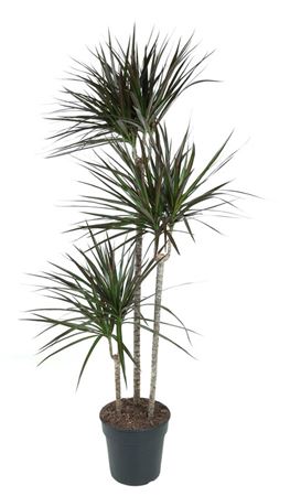 
                      
                        Dracaena Magenta 90-60-30
                      
                    