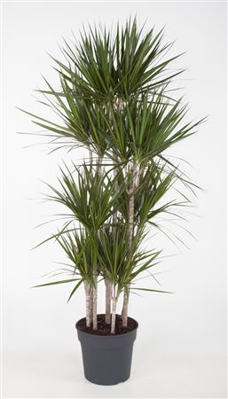 
                      
                        Dracaena Marginata 120-carrousel - 190cm
                      
                    