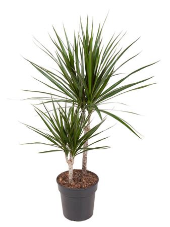 
                      
                        Dracaena Marginata 30-10 - 80cm
                      
                    