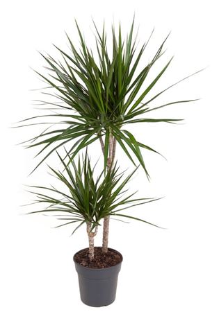 
                      
                        Dracaena Marginata 45-15 100cm
                      
                    