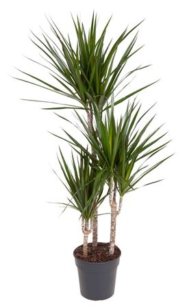 
                      
                        Dracaena Marginata 60-30-15 110cm
                      
                    