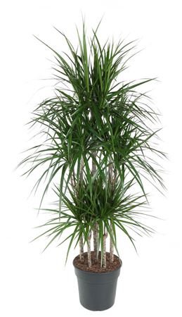 
                      
                        Dracaena Marginata 90-carrousel
                      
                    