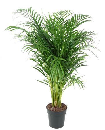 
                      
                        Dypsis Lutescens - 100cm
                      
                    