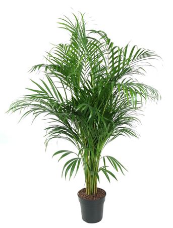 
                      
                        Dypsis Lutescens - 120cm
                      
                    