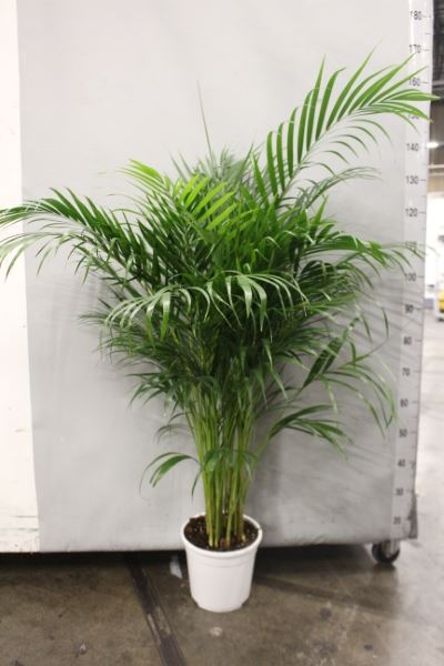 
                      
                        Dypsis Lutescens - 130cm
                      
                    