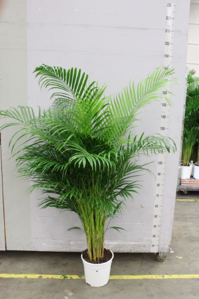 
                      
                        Dypsis Lutescens - 200cm
                      
                    