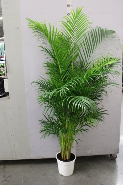 
                      
                        Dypsis Lutscens - 170cm v2
                      
                    