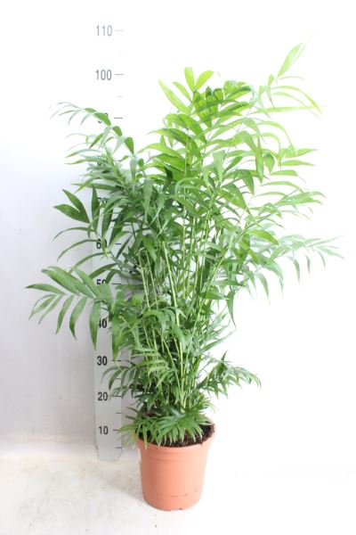 
                      
                        Dypsis Lutscens - 90cm
                      
                    