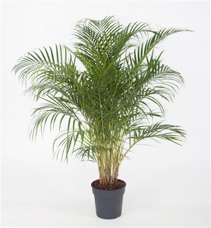 
                      
                        Dypsis Lutyens - 140cm
                      
                    