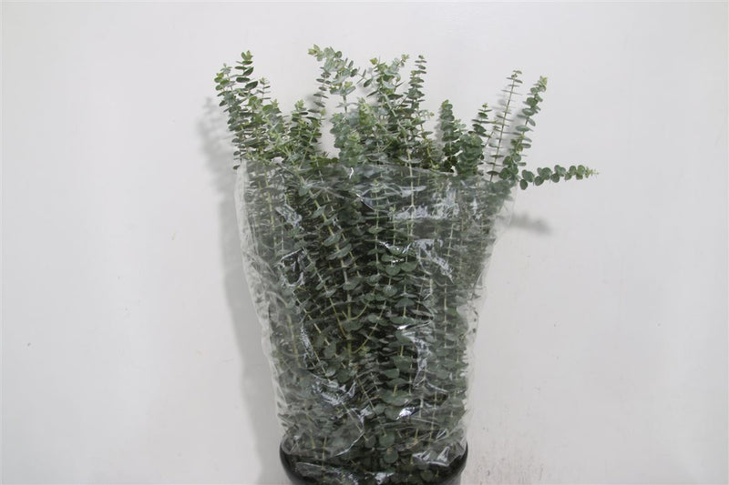 Eucalyptus Bouquets - Baby Blue