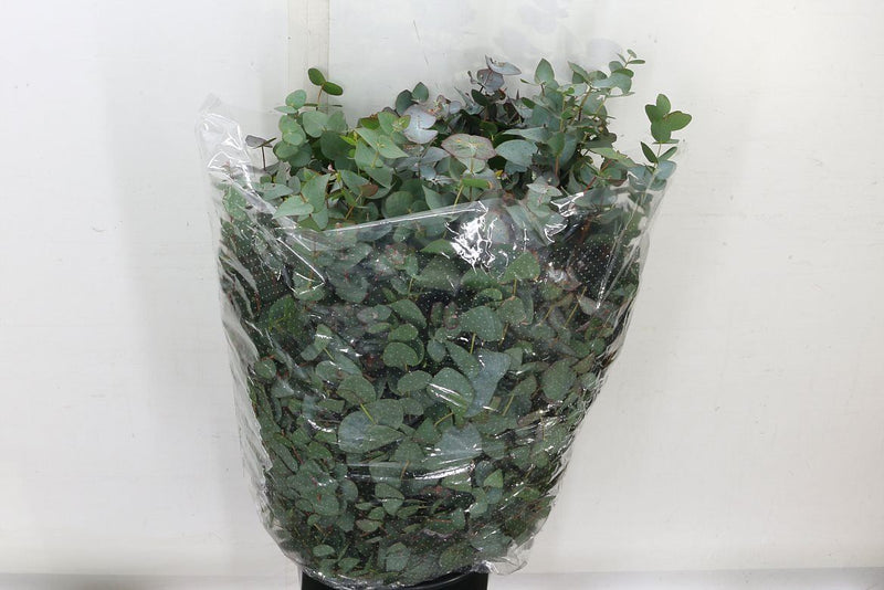 Eucalyptus Bouquets - Cinerea