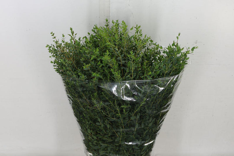 Eucalyptus Bouquets - Parvifolia