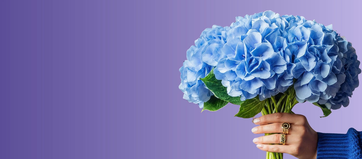 Hydrangeas
