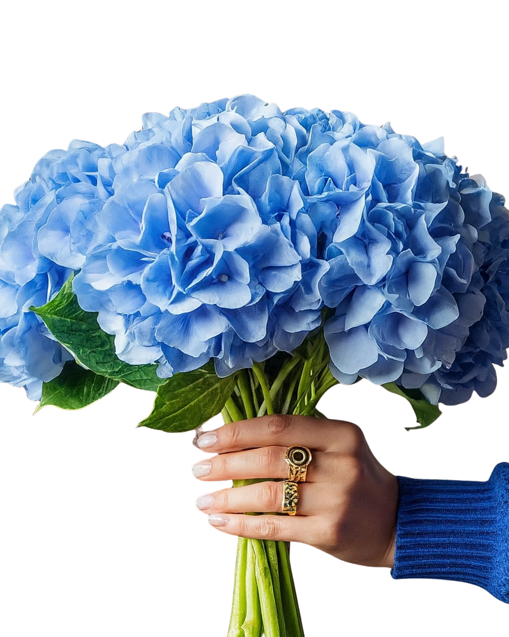 Hydrangeas