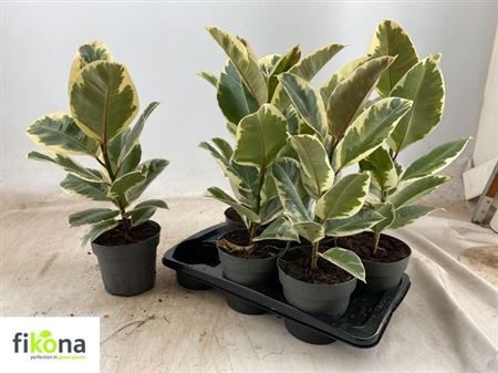 
                      
                        Ficus Elastica - Tineke 60cm
                      
                    