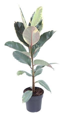 
                      
                        Ficus Elastica - Tineke 70cm
                      
                    