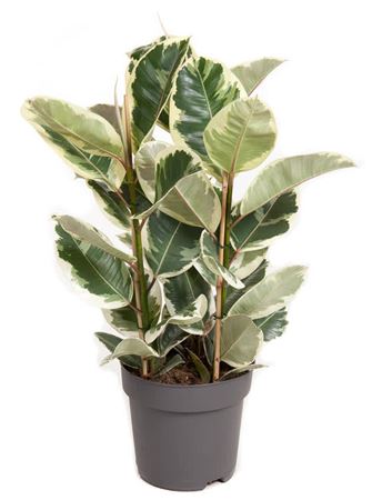 
                      
                        Ficus Elastica - Tineke 90cm
                      
                    