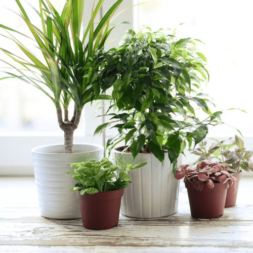 Add A Lovely House Plant
