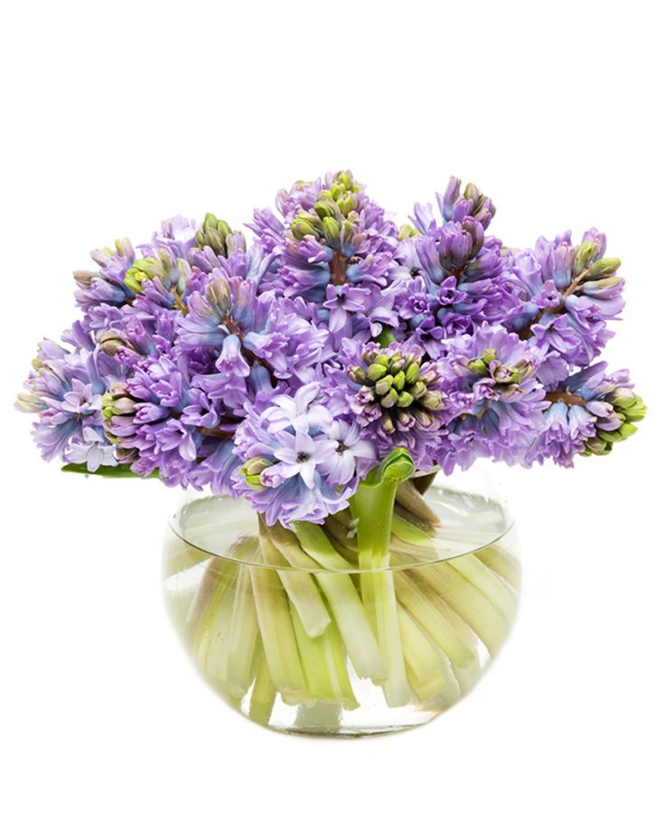 Hyacinths - Purple