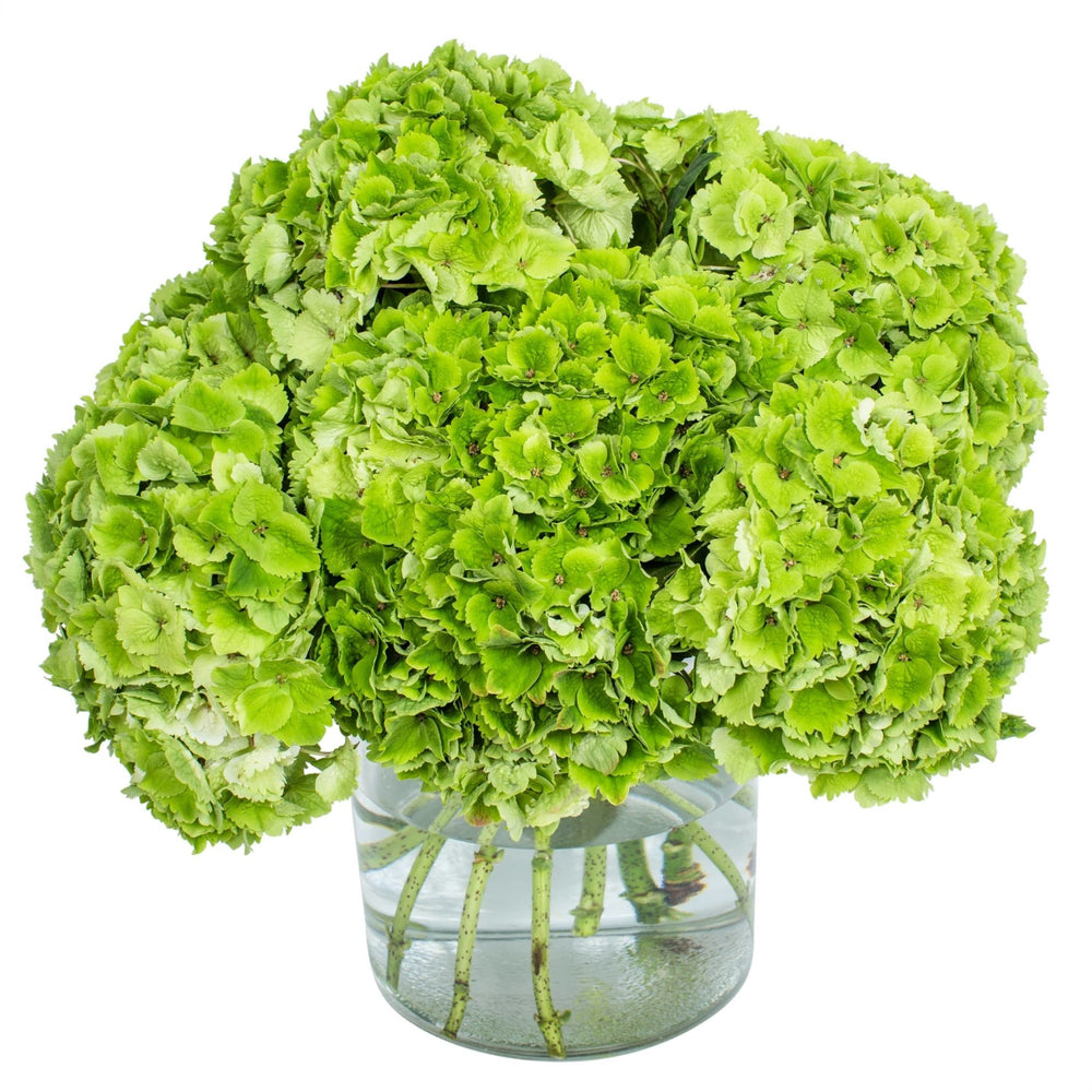 
                      
                        Hydrangea - Green Cloud
                      
                    