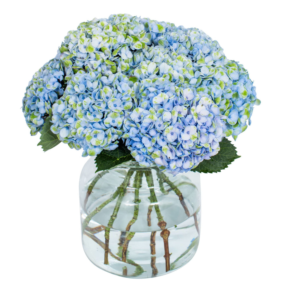 
                      
                        Hydrangea - Revolution Blue
                      
                    