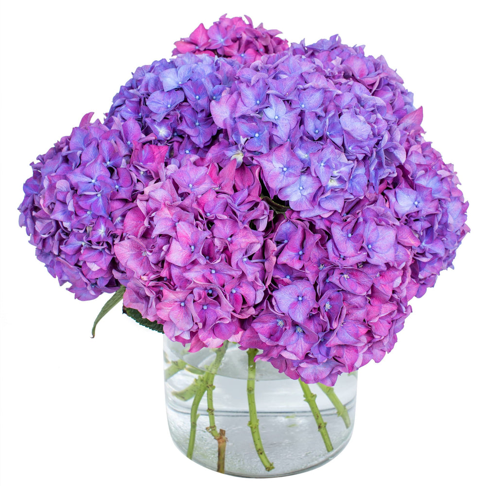 
                      
                        Hydrangea - Rodeo Purple
                      
                    